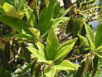 Rhododendron arborescent - Rhododendron arboreum (02) (Photo F. Mrugala)